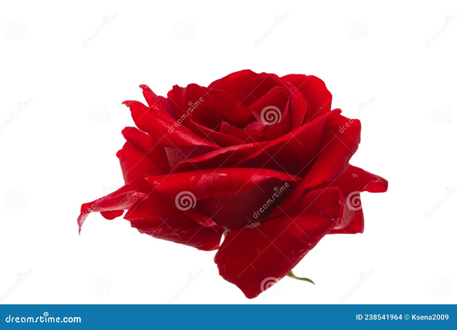 Dark Red Rose Isolated Stock Photo Image Of Isolated 238541964