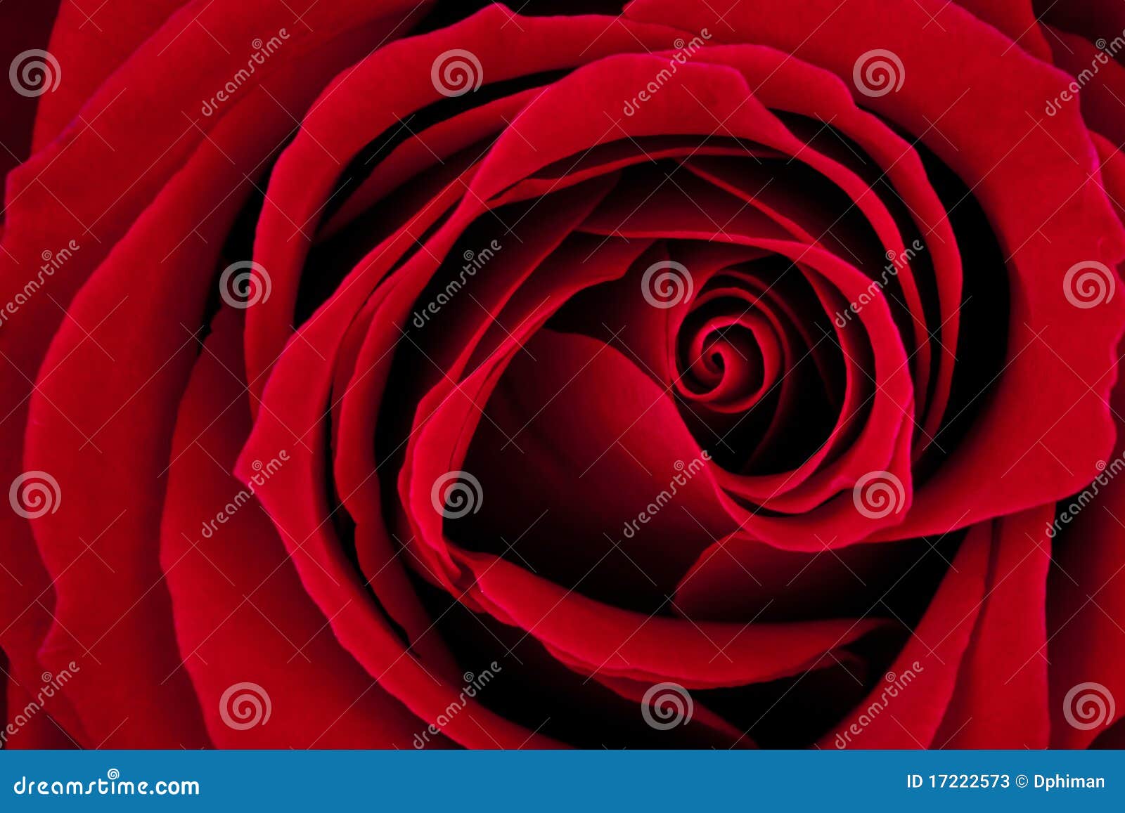 dark red rose macro