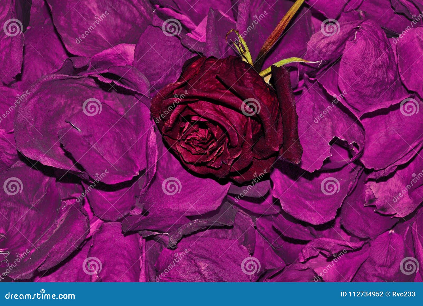 11,563 Dry Petals Rose Stock Photos - Free & Royalty-Free Stock Photos from  Dreamstime