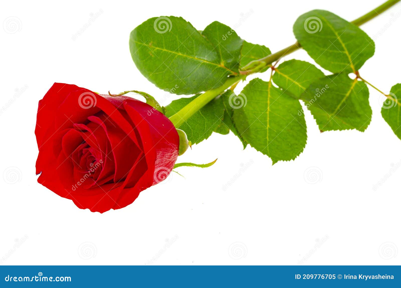 Dark Red Roses Isolated on White Background Stock Image - Image of gift ...