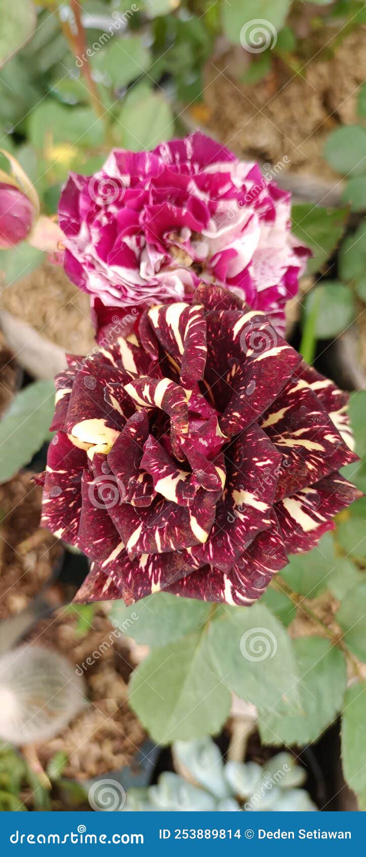 Dark Red and Yellow Rose in the Garden Stock Photo Image of leaf