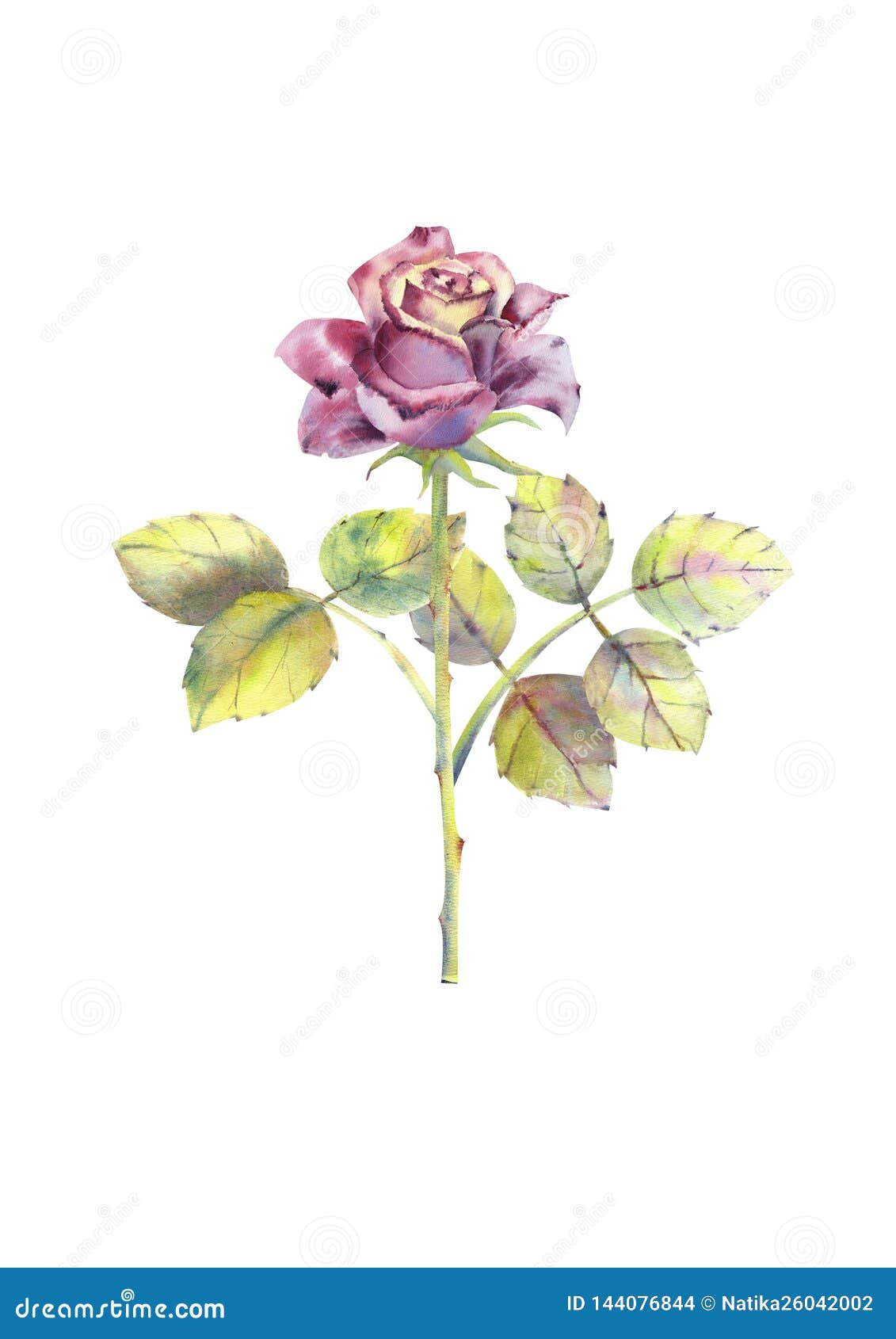 Dark Rose, Open Bud, Trunk, Leaves. Watercolor Illustration. Clipart  Isolated on White Background Stock Illustration - Illustration of juicy,  collection: 144076844