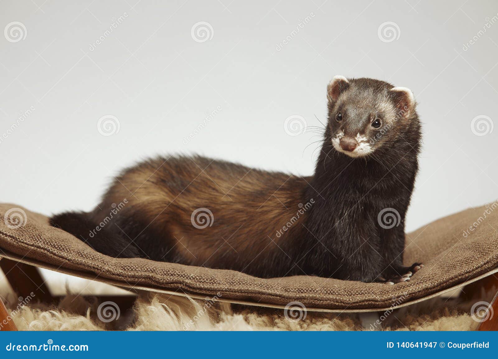dark sable color ferret male staying on sofa in studio