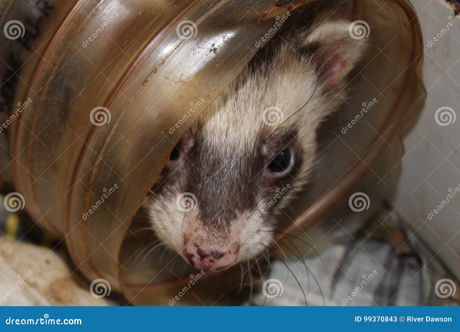 dark sable color male adult ferret