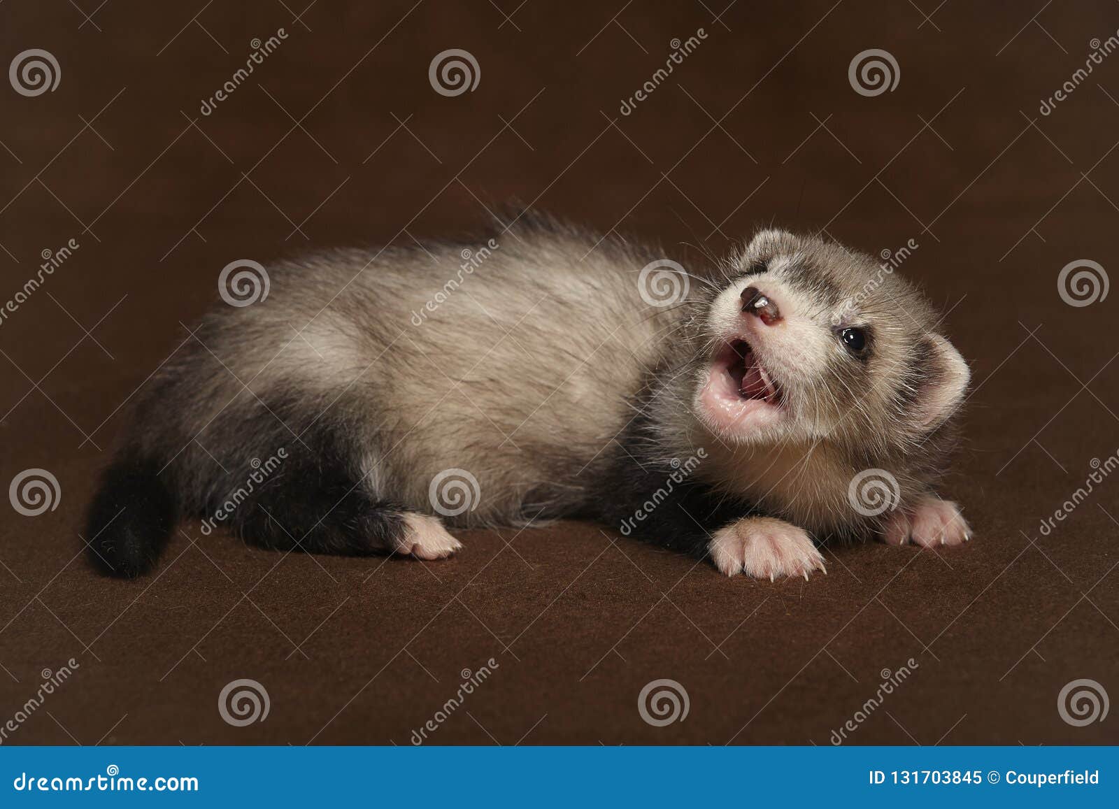 Dark Sable Young Ferret Baby Laying In Studio Stock Image Image Of Communication Indoors 131703845