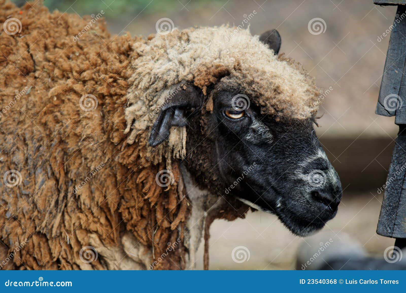 dark sheep online dark sheep online