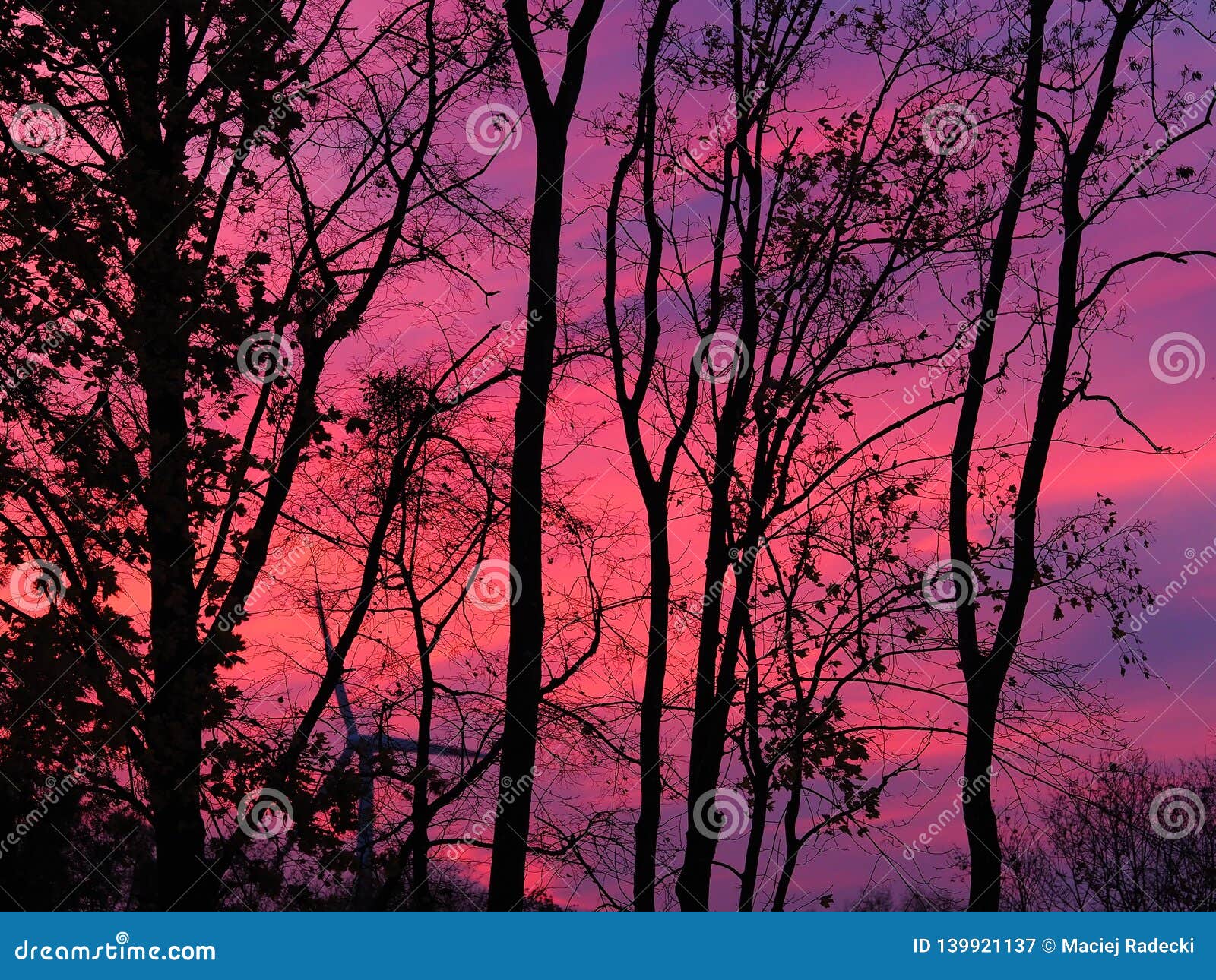 dark silhouettes of trees against a pink violet evening sky