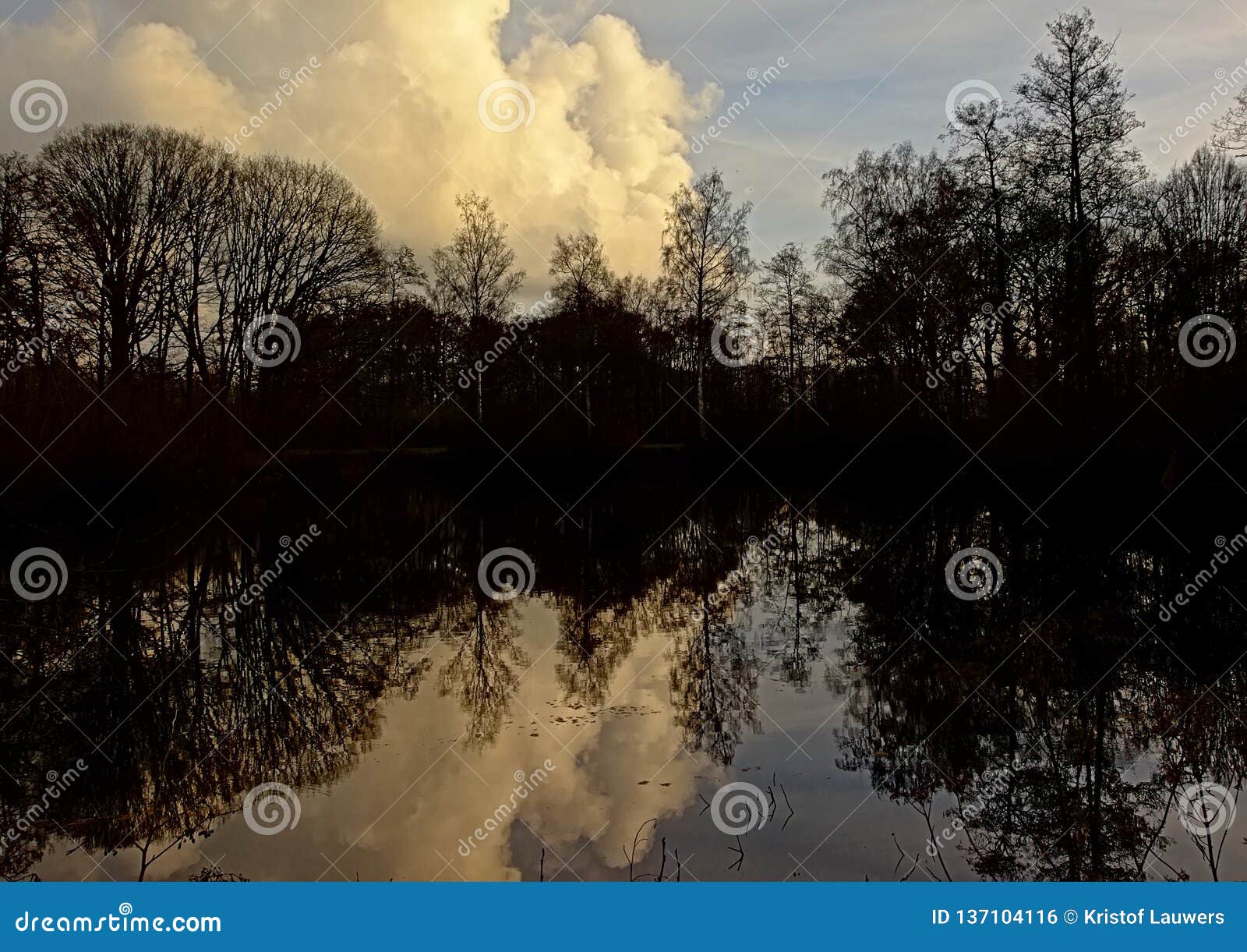 dark silhouettes of trees and evening sky reflecting in the lake