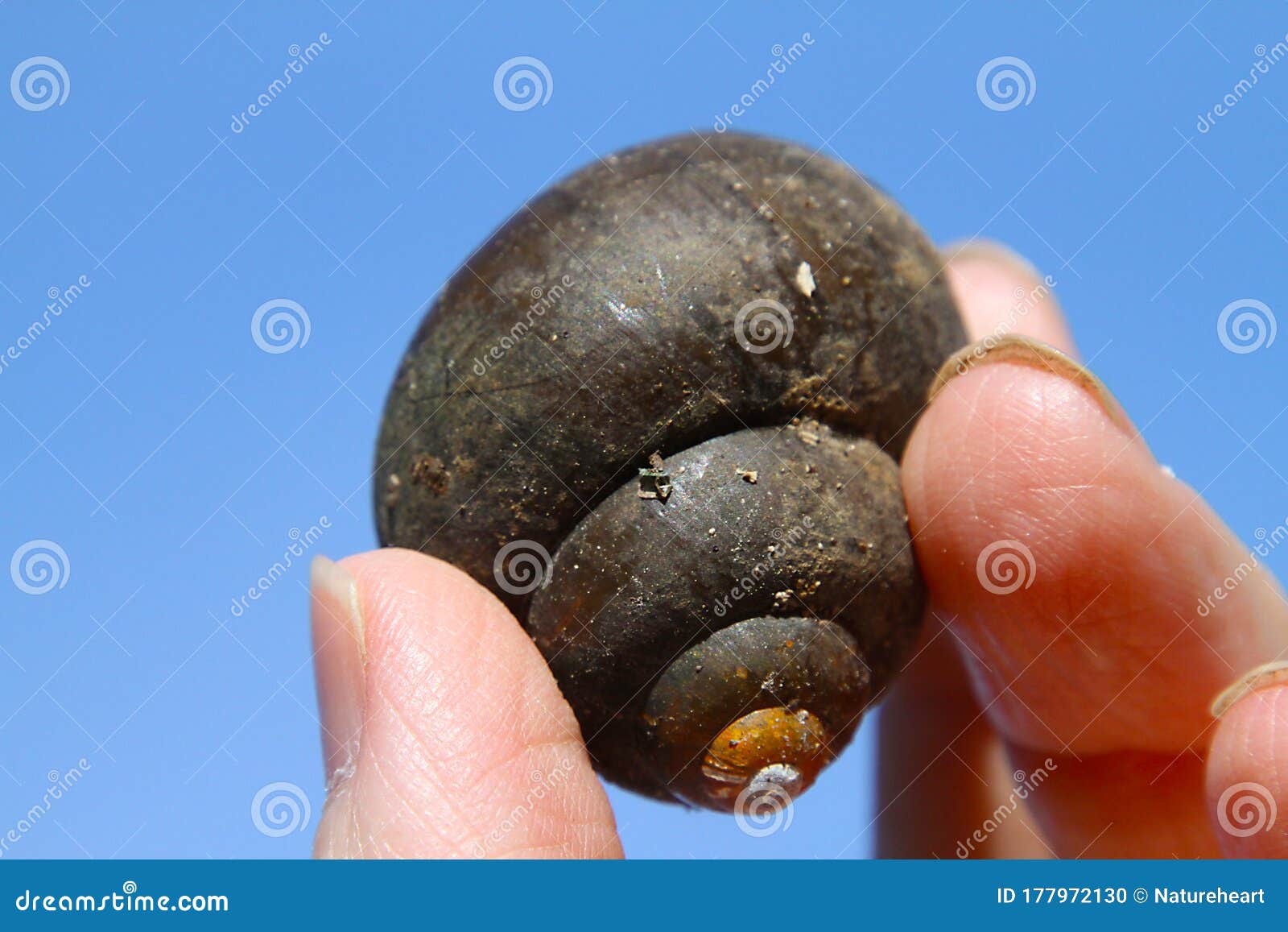 dark snail shell blue sky background - gastropod shell