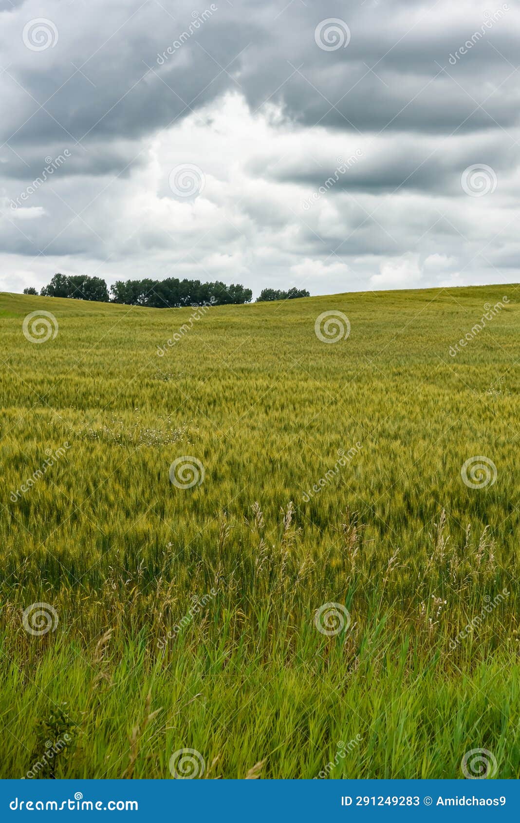 dark storm clouds over an alberta prairie field in july