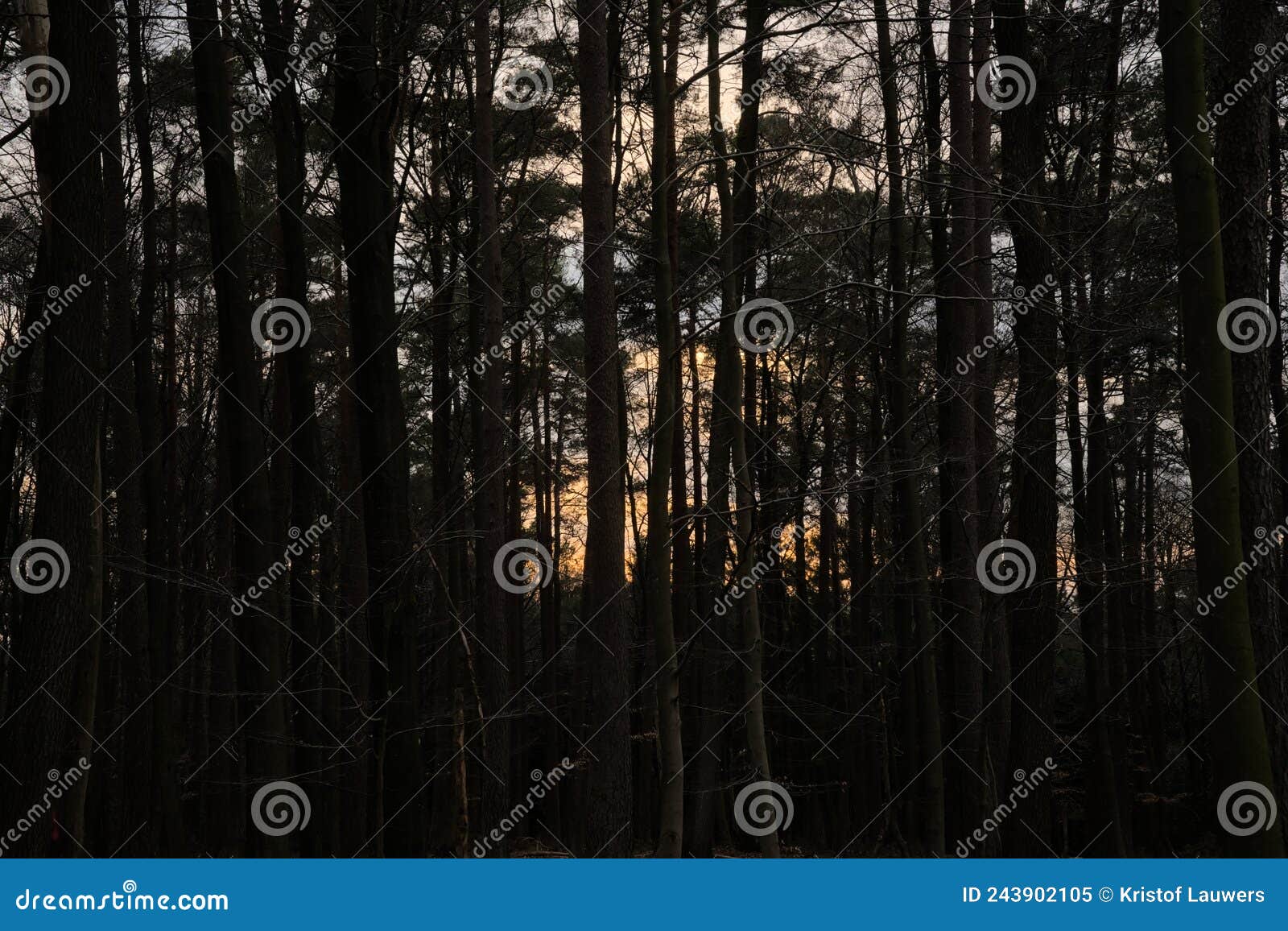 dark tree silouetts with colorful sunset sky peeking thorugh
