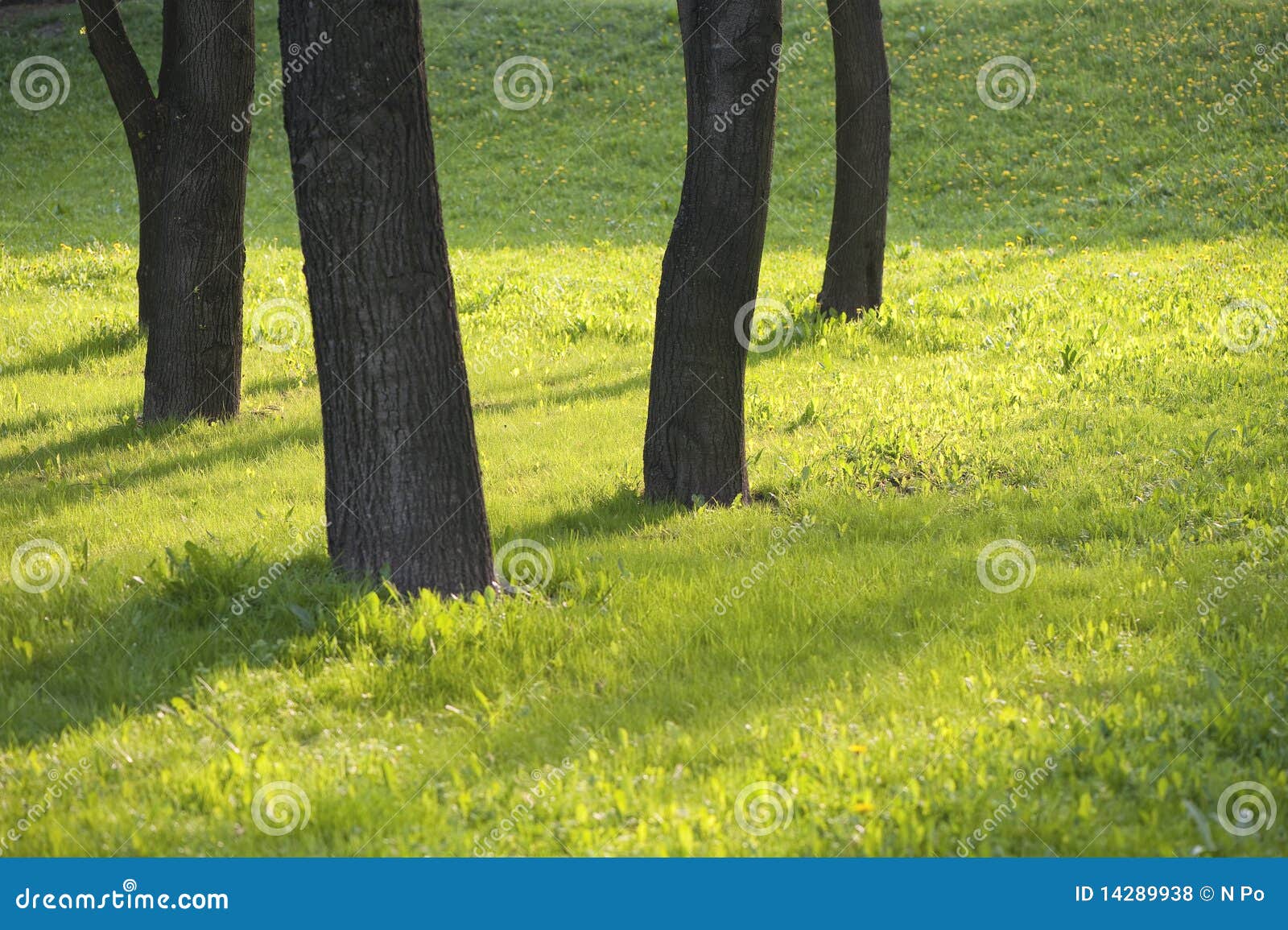 dark trunks of trees on spring greens