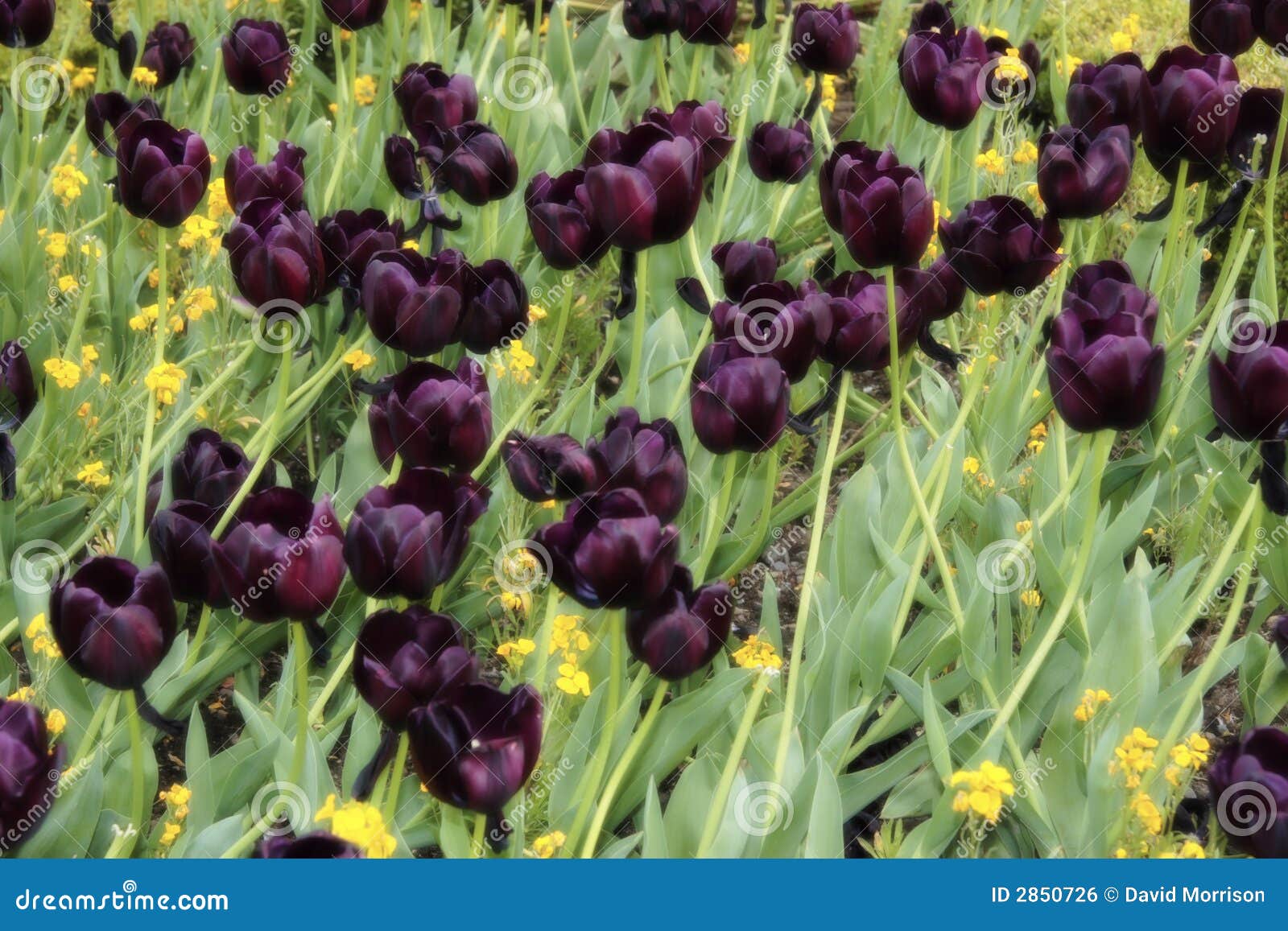 Dark tulips stock photo. Image of stand, petals, leaves 2850726