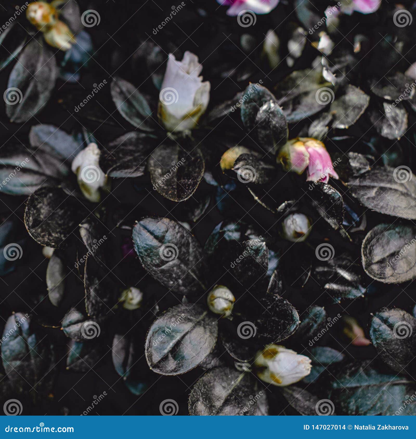 Dark Vintage Flower Background. Pink Azalea Flower Wallpaper Stock Photo -  Image of decoration, marriage: 147027014