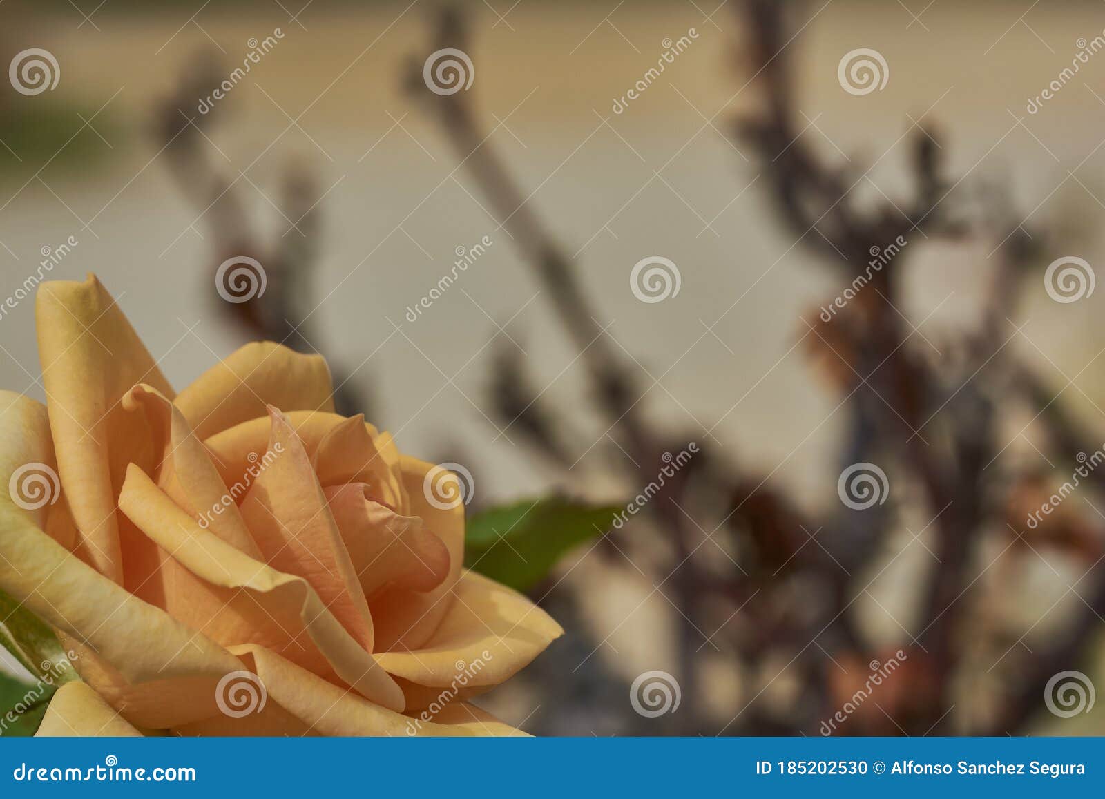 dark yellow rose in left bottom corner