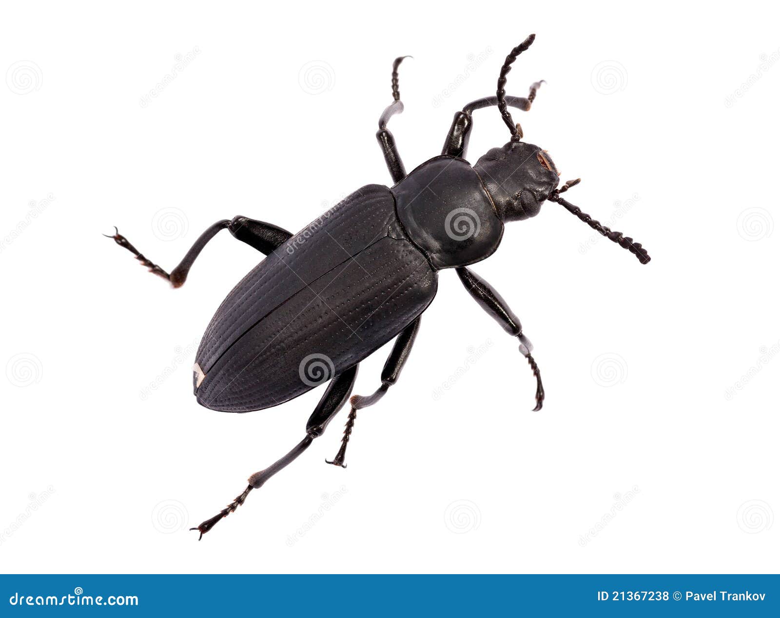 Darkling beetle stock photo. Image of pest, thorax, black 21367238