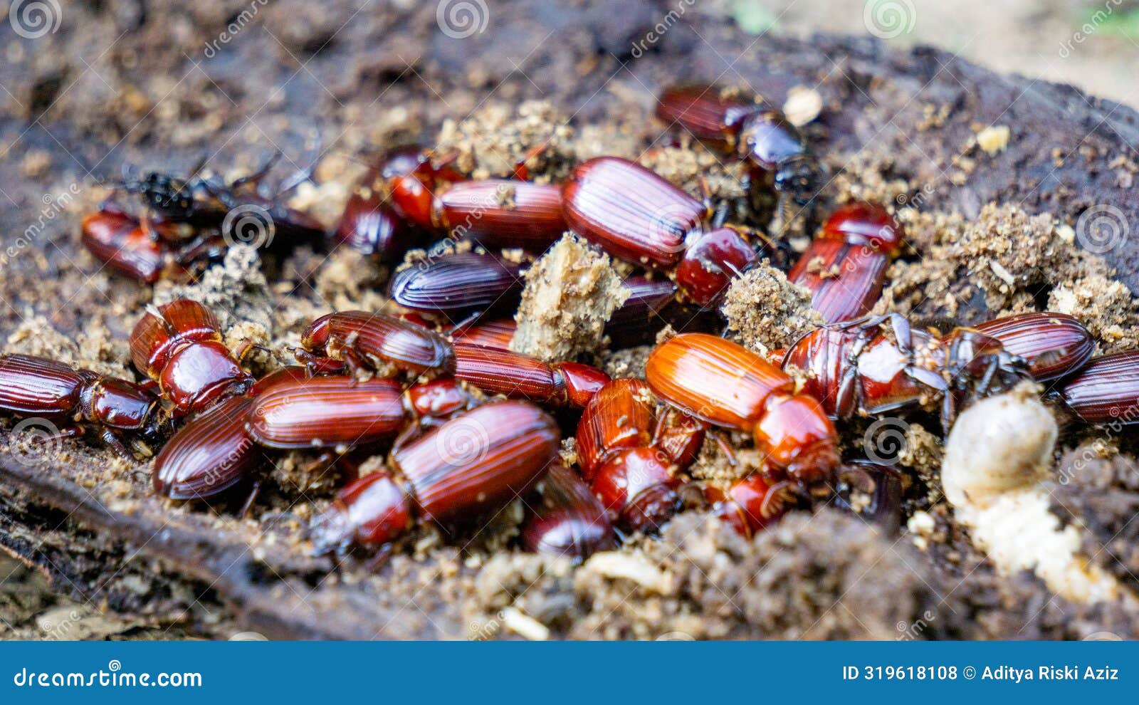 darkling beetle on rotten wood. darkling beetle is the common name for members of the beetle family tenebrionidae