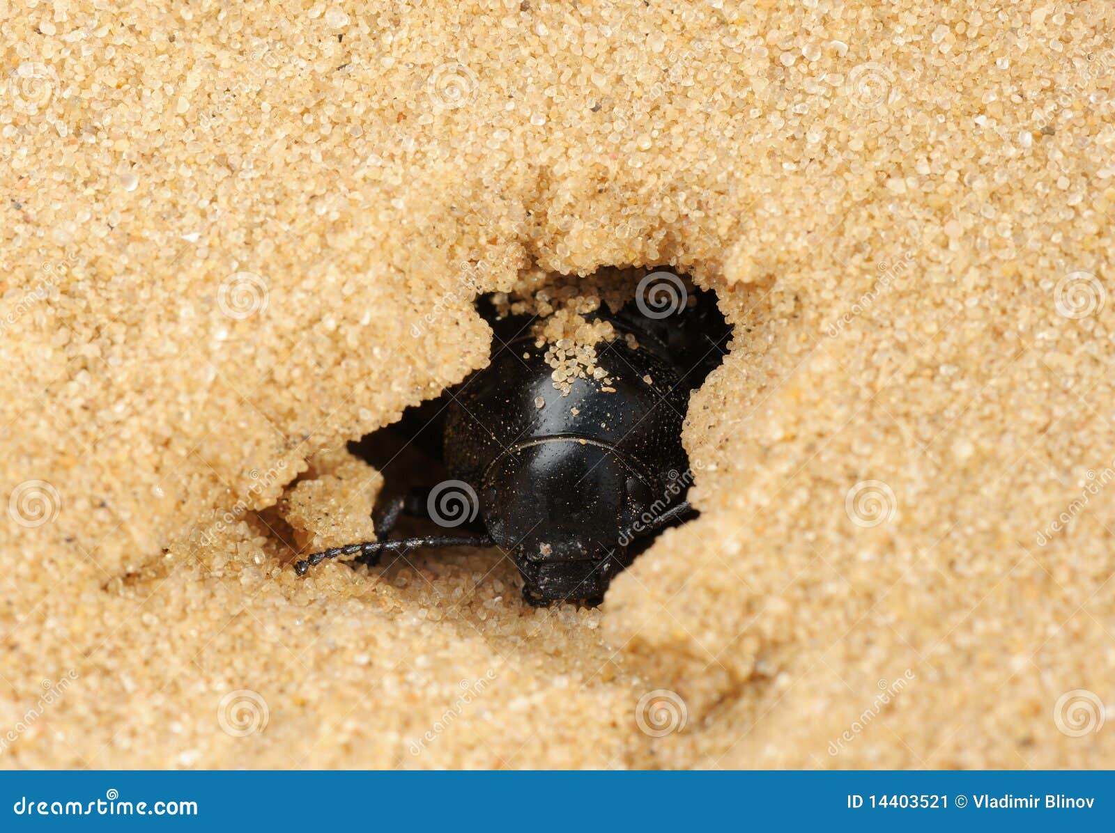 Darkling Beetle Superworm Or Zophobas Morio. Two Big Black Bugs