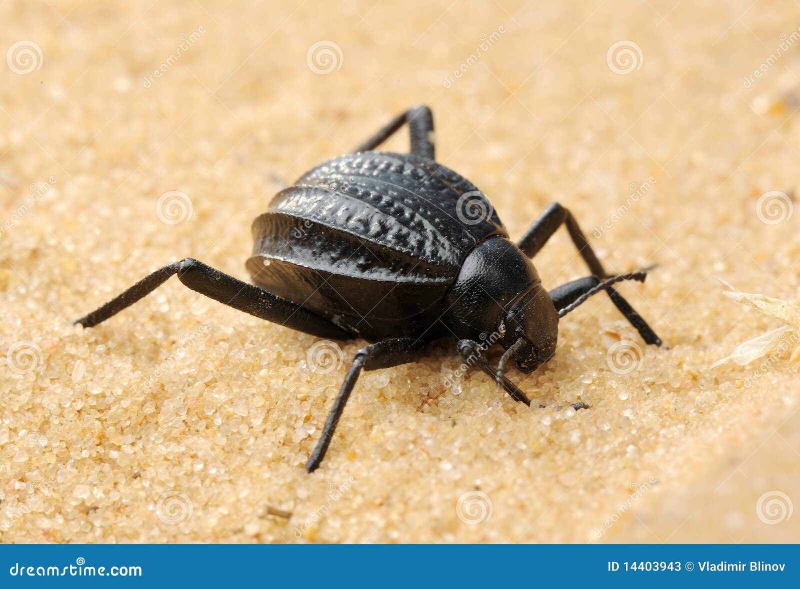 Mating Darkling Beetles At The Dugway Geode Beds Stock Photography