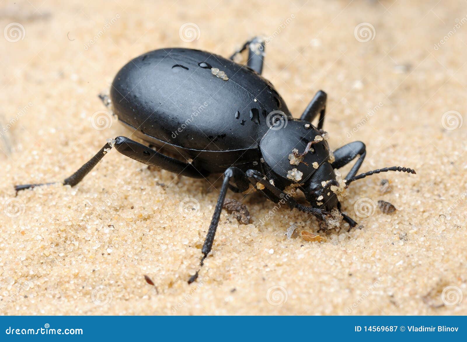 Darkling Beetle on the Sand Stock Image Image of waterless, black