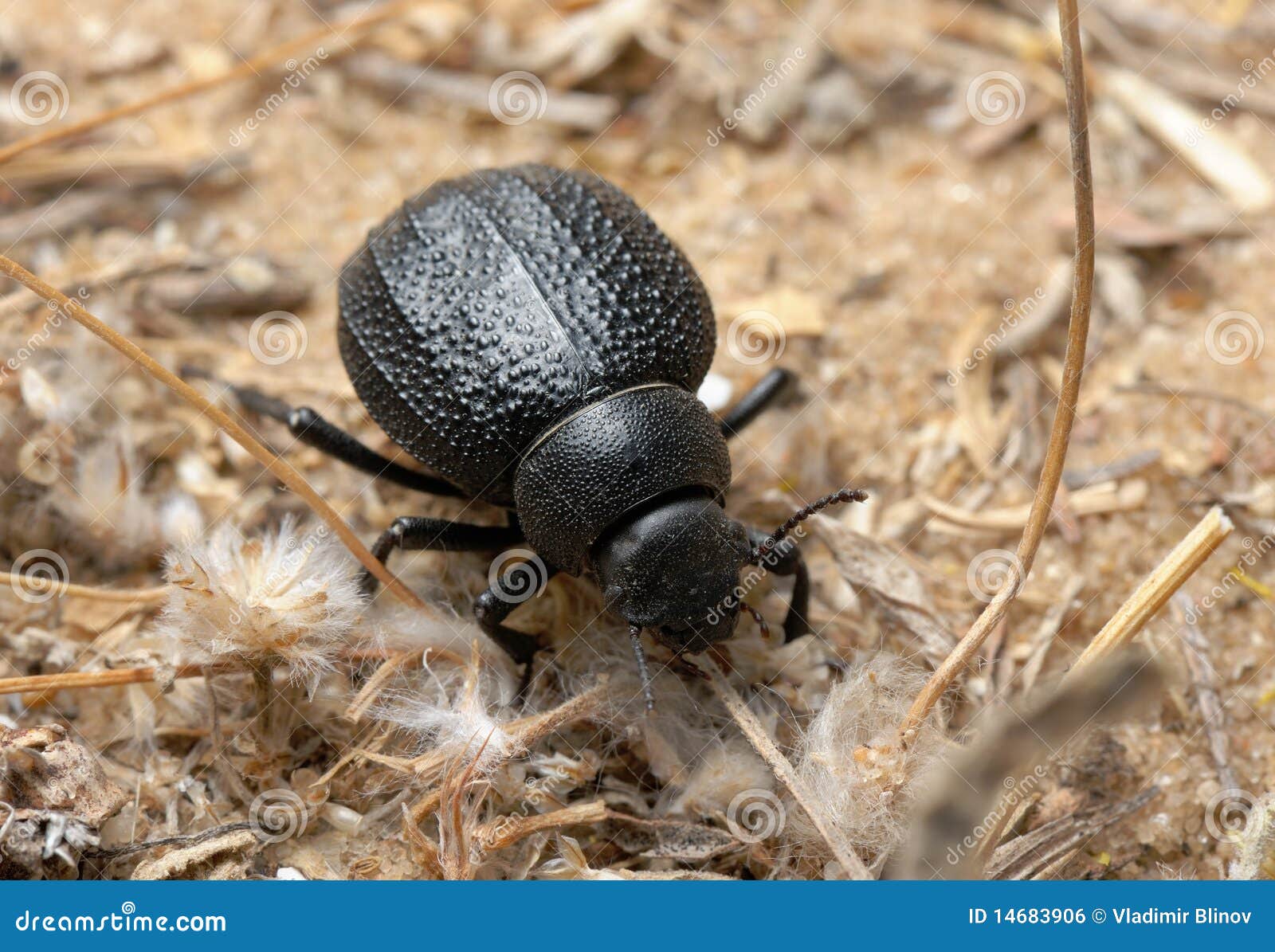 Darkling Beetle on the Sand Stock Photo Image of climate, beetle
