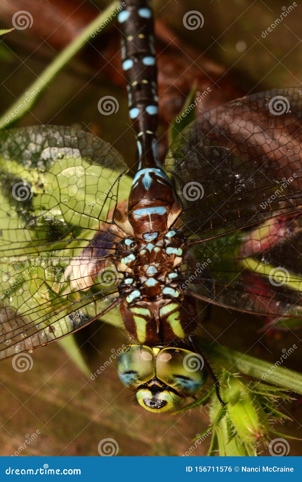 darner dragonfly closeup colorful lancetipped in nys