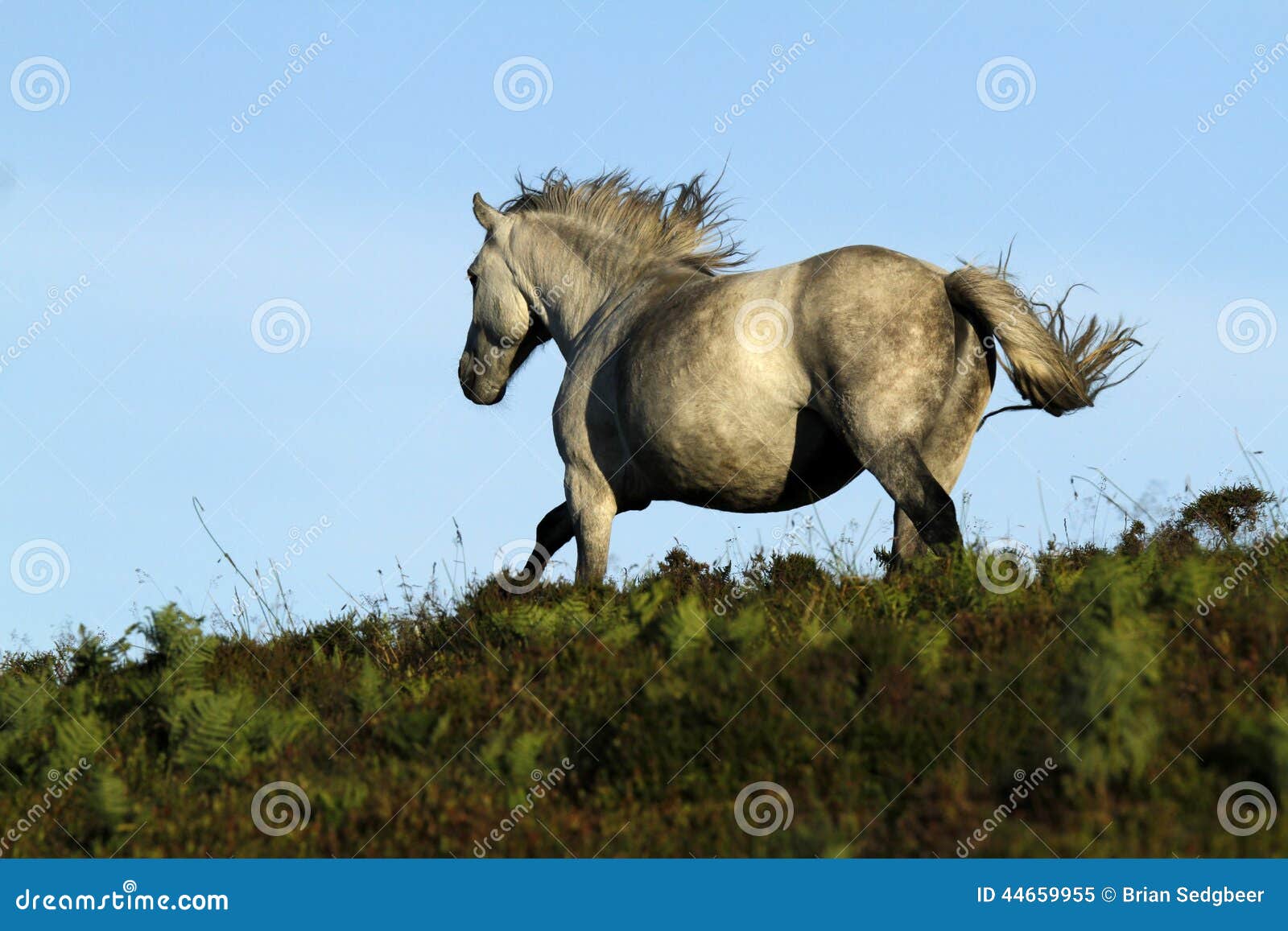 Dartmoor Grey Pony stock image. Image of granite, equine 44659955