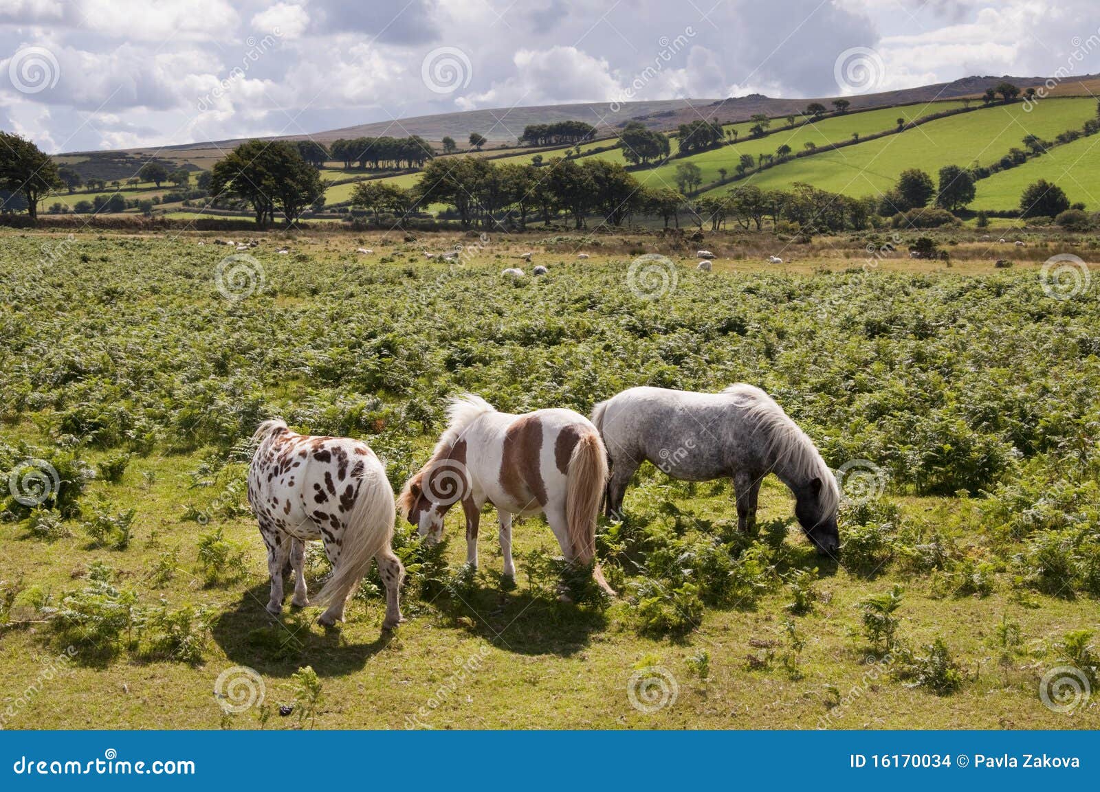 Dartmoor ponies stock photo. Image of moor, dartmoor 16170034
