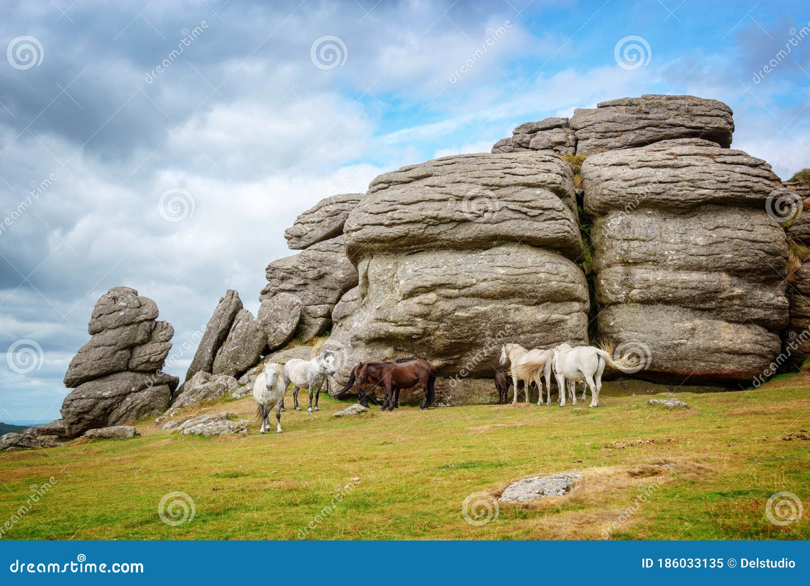 dartmoor ponies near saddle tor, dartmoor devon, uk