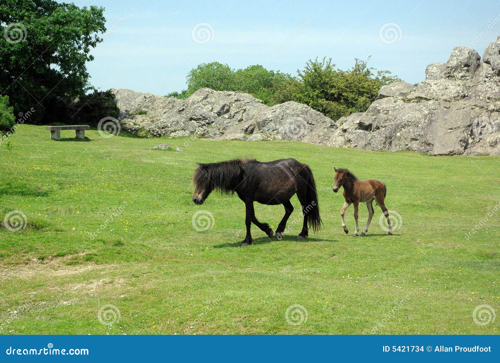 Dartmoor pony with foal stock photo. Image of eating, plymouth 5421734