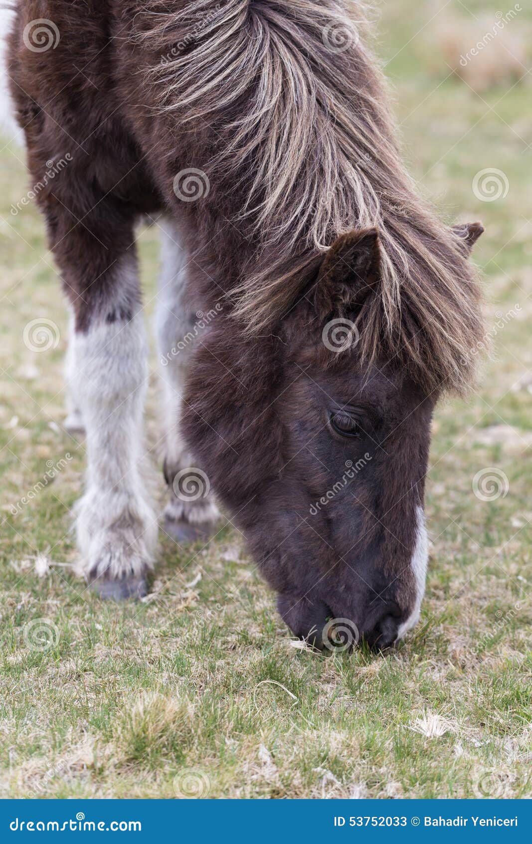 Dartmoor Pony stock image. Image of english, england 53752033