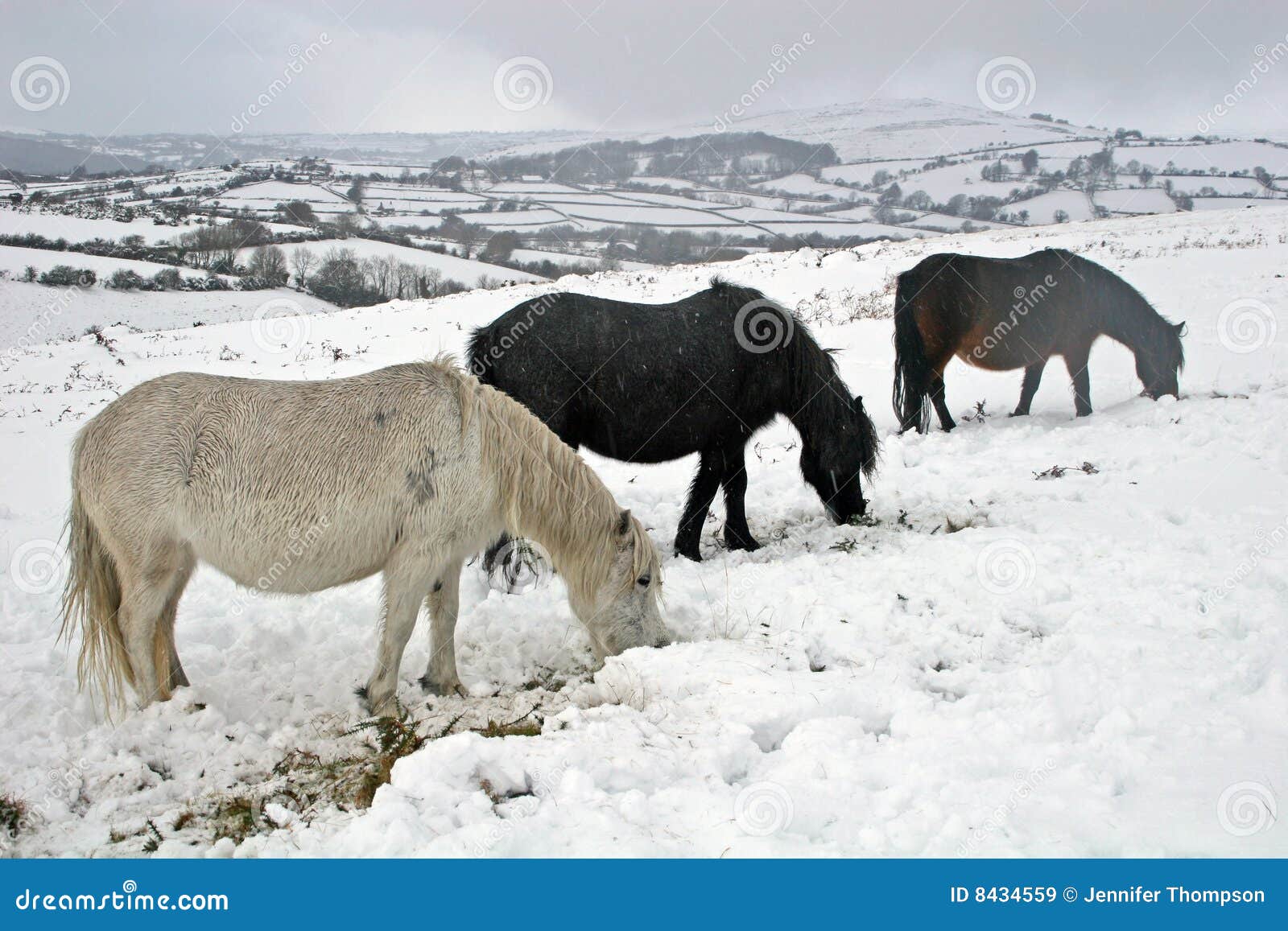Dartmoor Wilde Ponys Im Schnee Stockbild Bild von england, nahrung