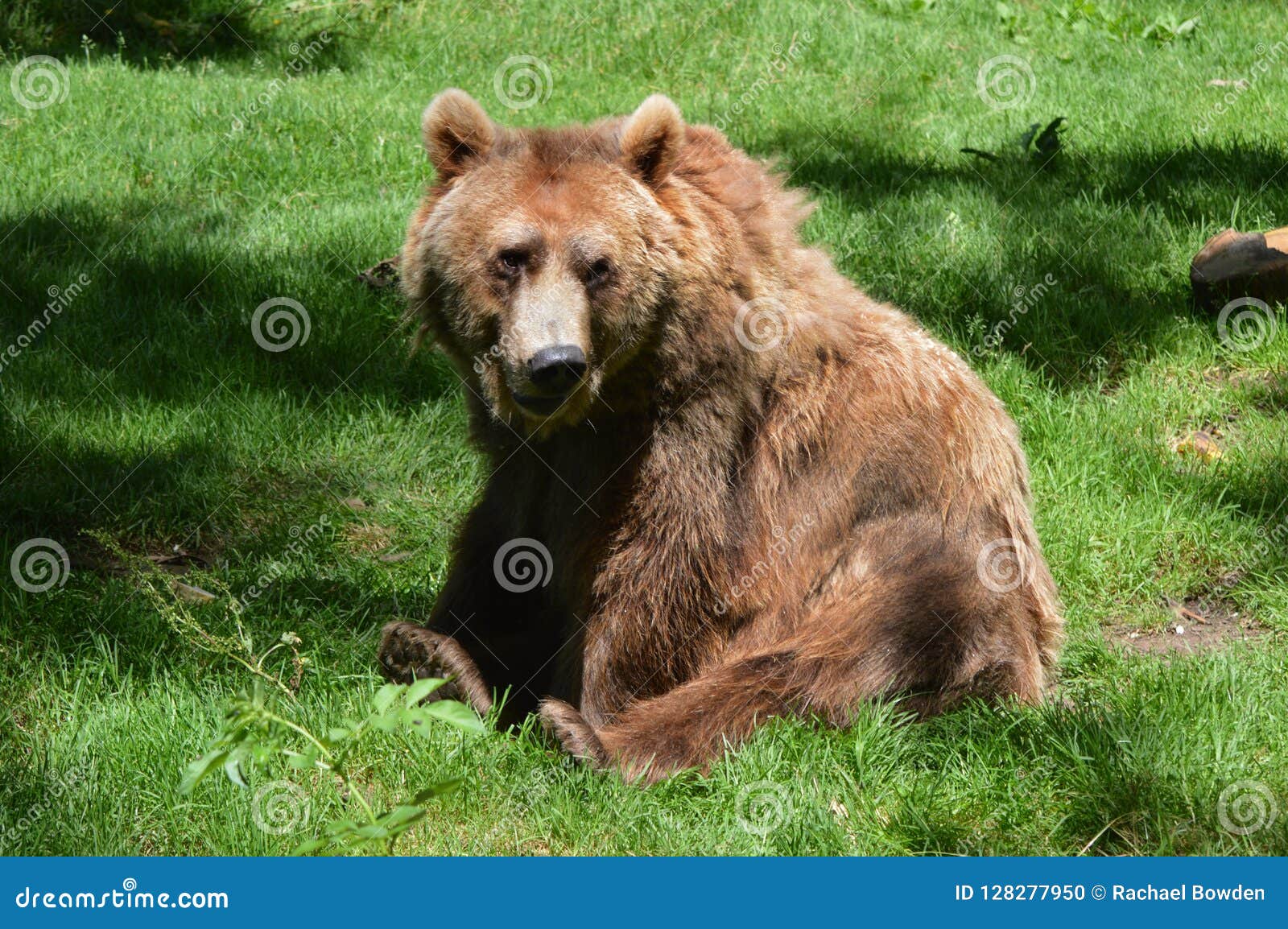 Dartmoor Zoos Brown bear stock photo. Image of zoos 128277950