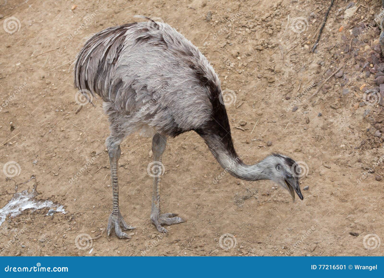 darwin's rhea (rhea pennata).