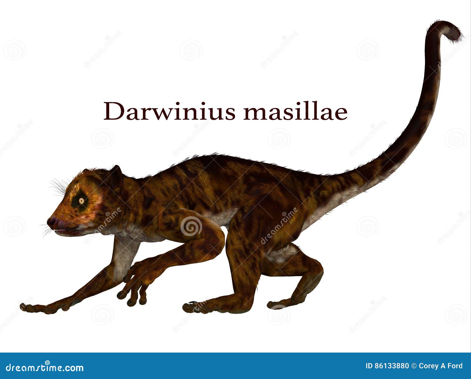 darwinius primate with font