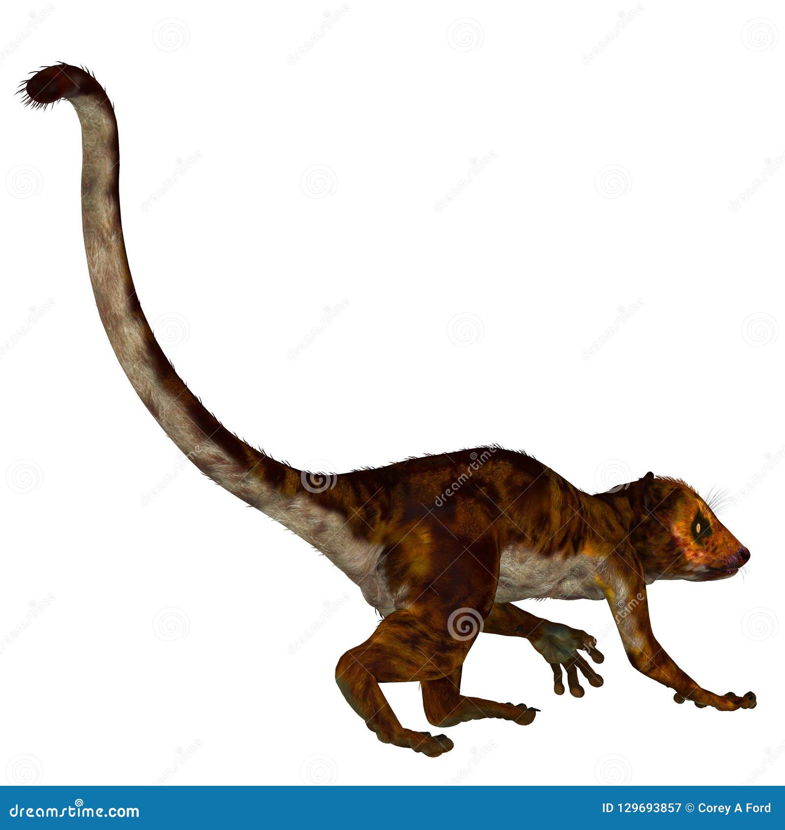 darwinius primate tail