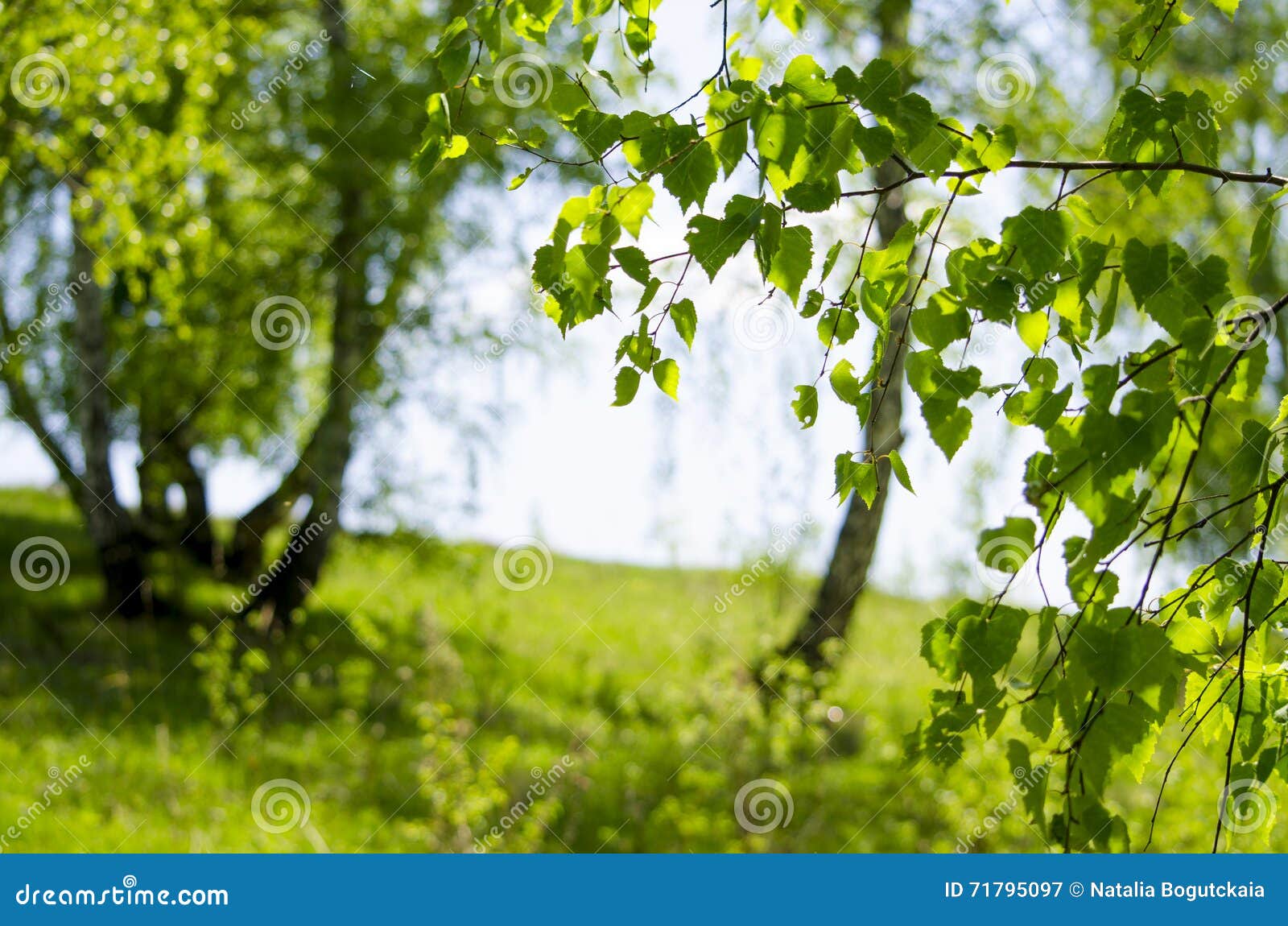 Das Birkenholz im Mai stockbild. Bild von bäume, jahreszeit 71795097