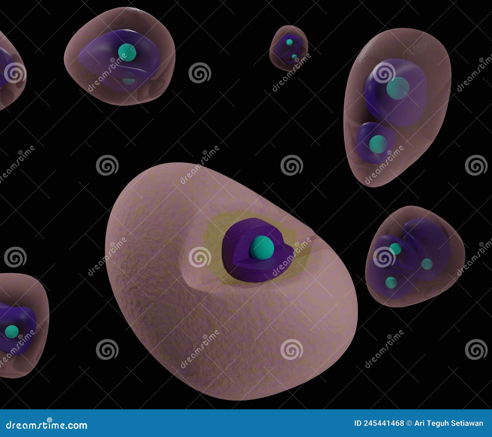 Das Chondrozyt in Der Knorpelmatrix Hat Eine Abgerundete Oder