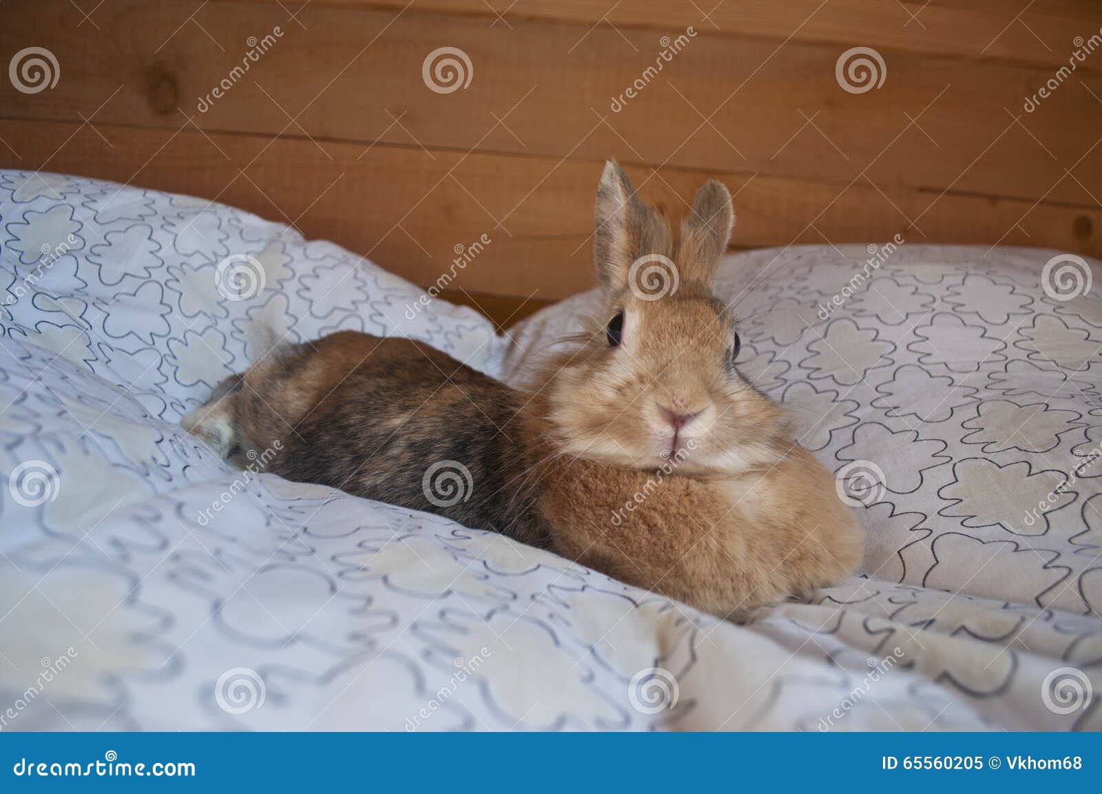 Das dekorative Kaninchen. Kaninchen sind kleine Säugetiere im Familie Leporidae des Ordnung Lagomorpha, fanden in einigen Teilen der Welt