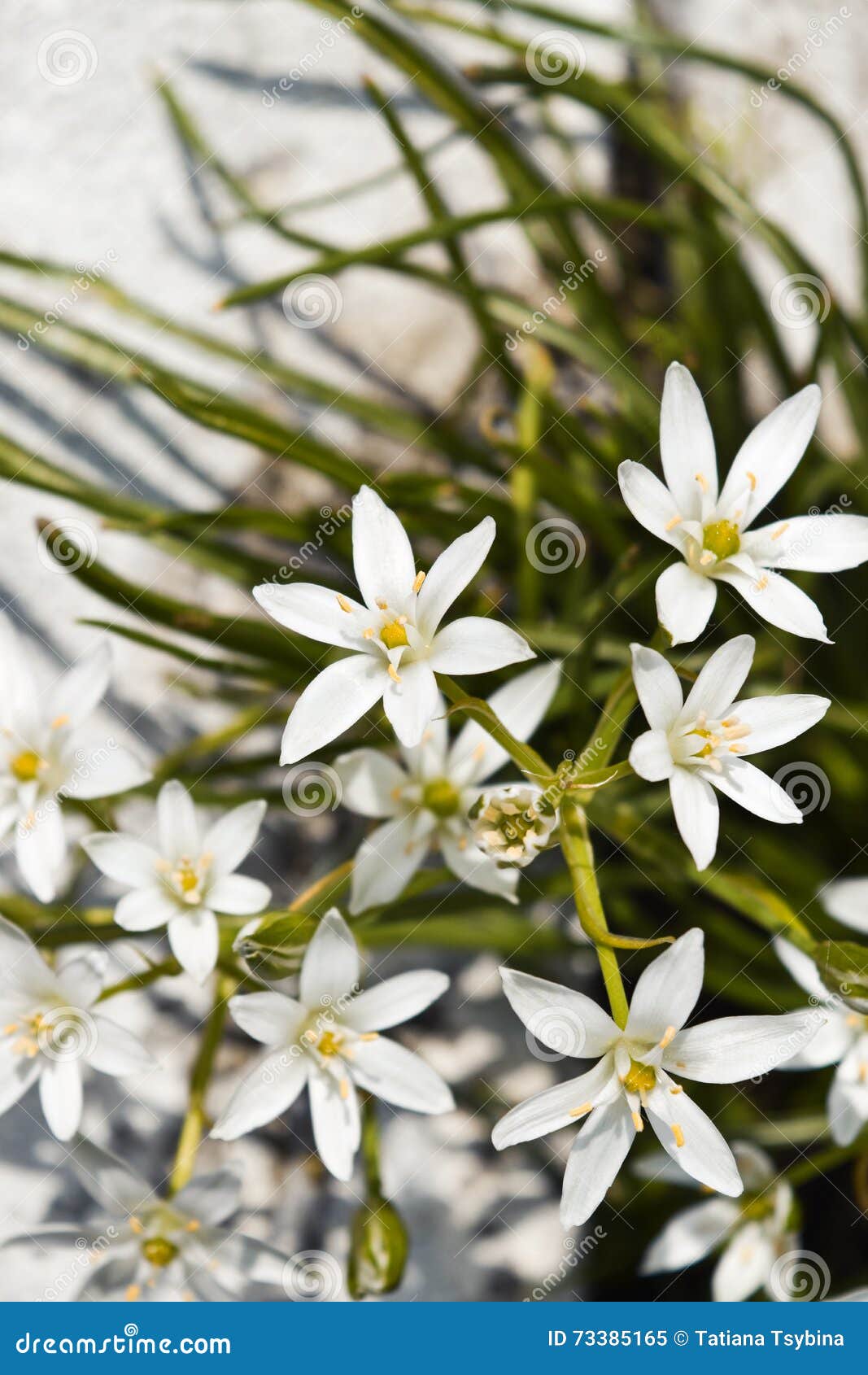 Das Flores Brancas Da Flor Estrelas Da Noite Belamente Imagem de Stock -  Imagem de flor, fundo: 73385165