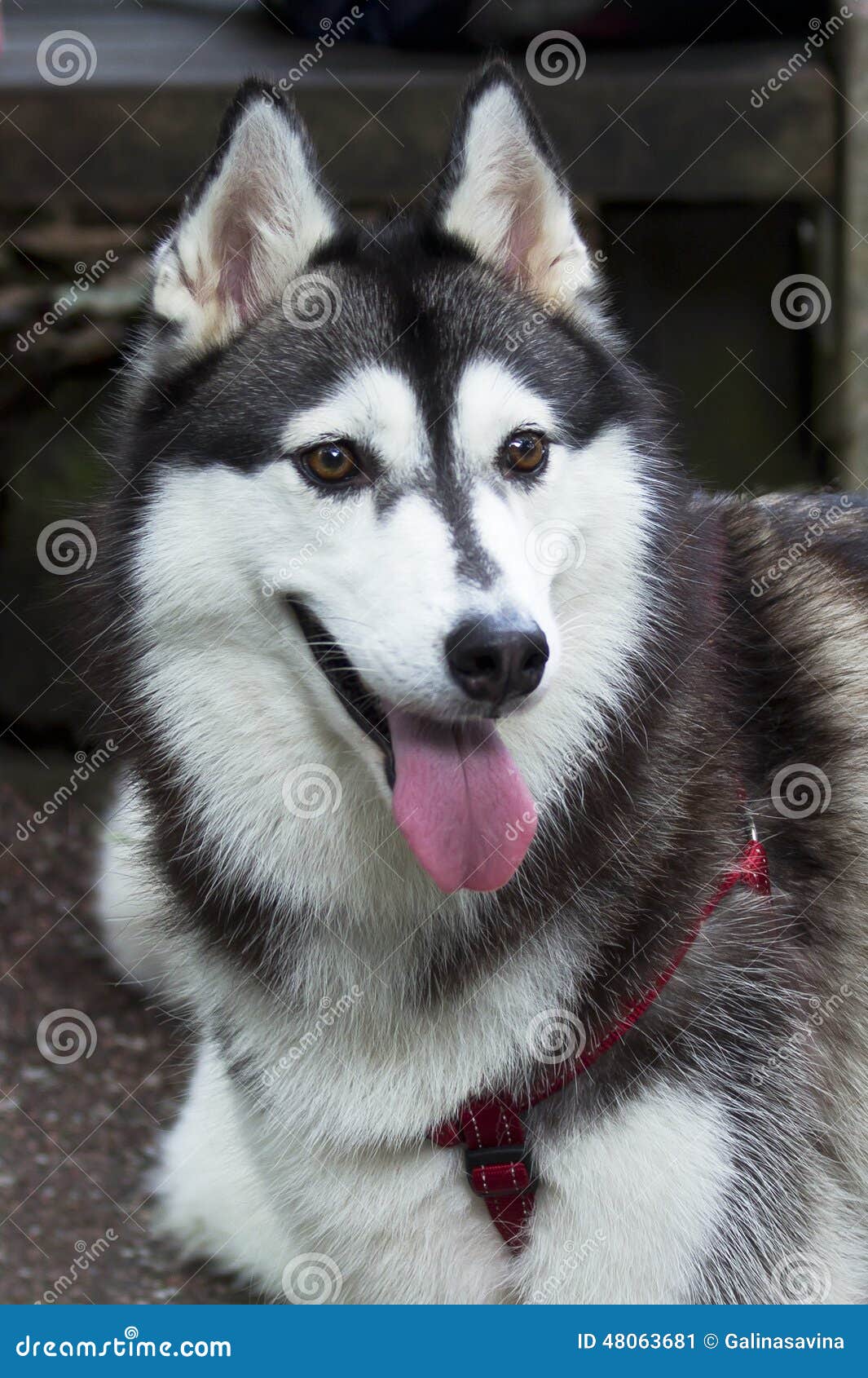 Das Hund-laika Stockbild. Bild Von Farbe, Mantel, Schwarzes - 48063681