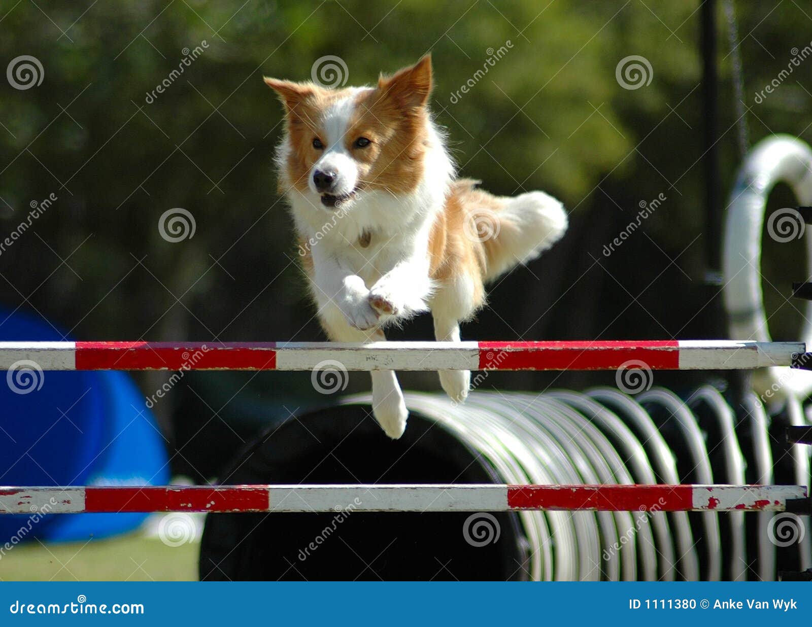 Das Hundespringen stockfoto. Bild von inländisch, braun 1111380
