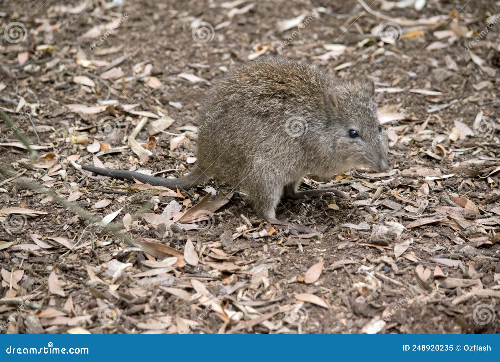 Das Langnasige Potoro Sieht Einer Ratte ähnlich Stockbild - Bild von  känguruh, ratte: 248920235