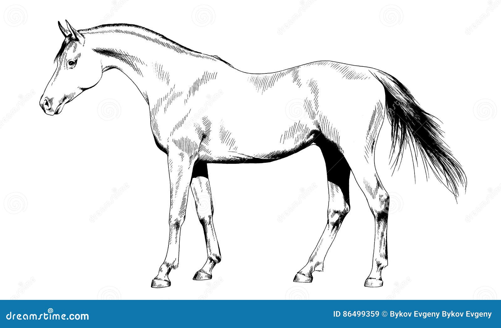 Das Pferd Eigenhändig Gezeichnet in Tinte Vektor Abbildung