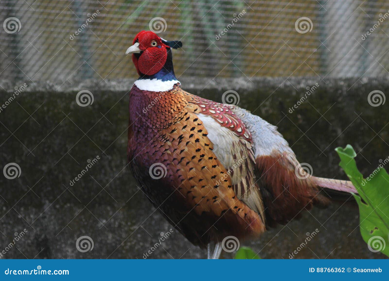 Das Phasianus colchicus, einzelner Mann. Der necked Fasan des bunten männlichen Ringes an der Natur