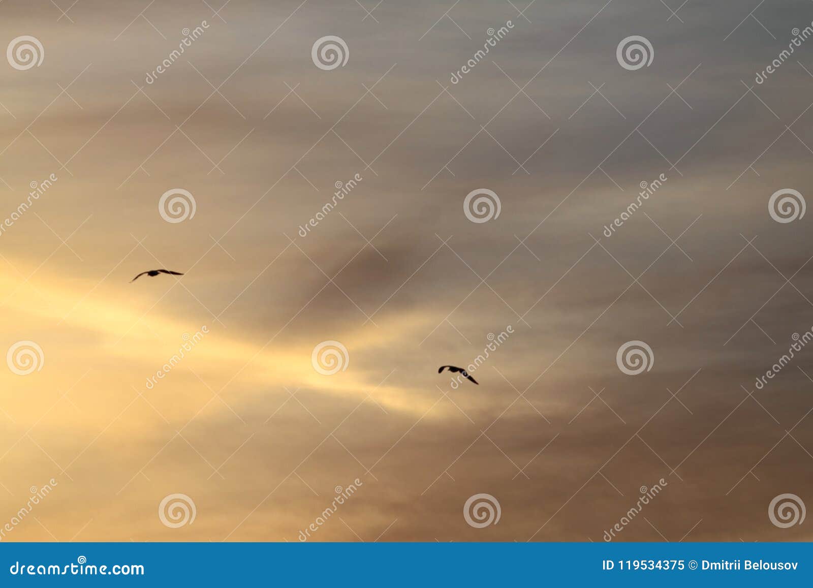 Das Schattenbild eines Adlers im Himmel. Der Adler steigt am Dämmerungshimmel unter dem Wolkenkontrastieren an