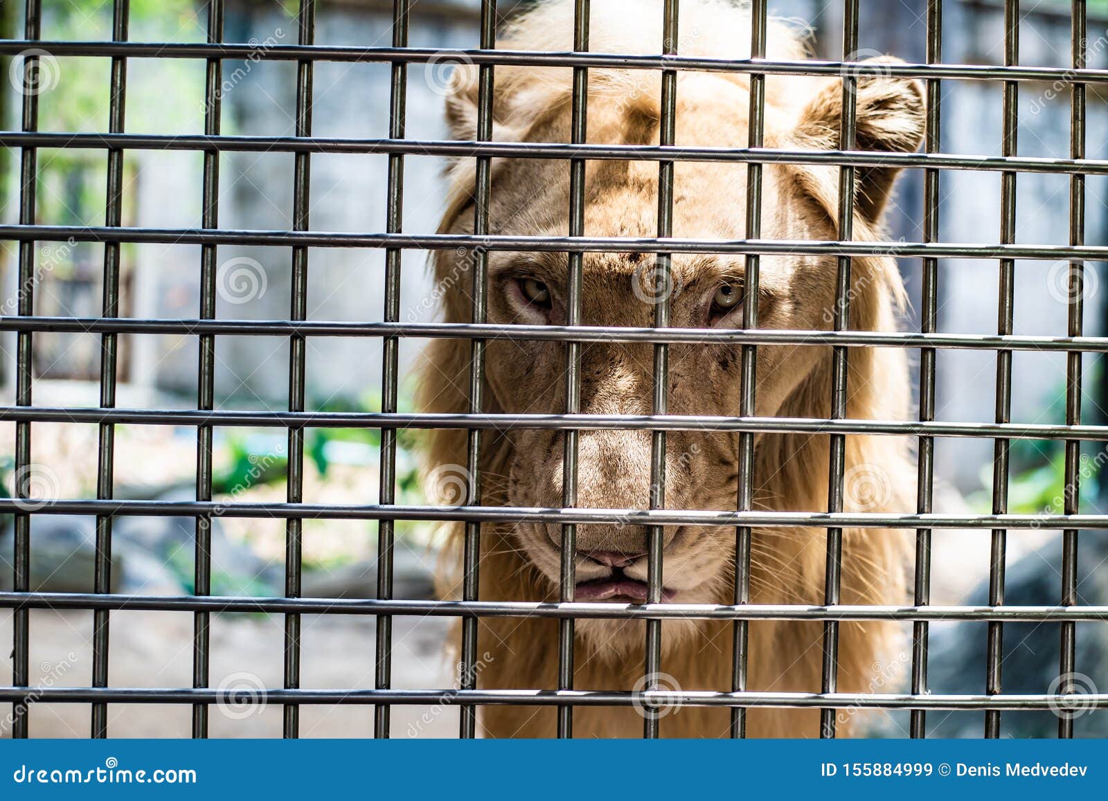 Das Traurige Gesicht Eines Lowen In Einem Kafig Das Konzept Der Inhaftierung Tierspottung Stockbild Bild Von Tierspottung Konzept