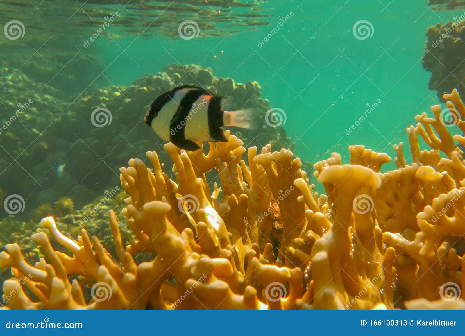 dascyllus aruanus over yellow hard corals just below surface. banded humbug is white with three black vertical bars.