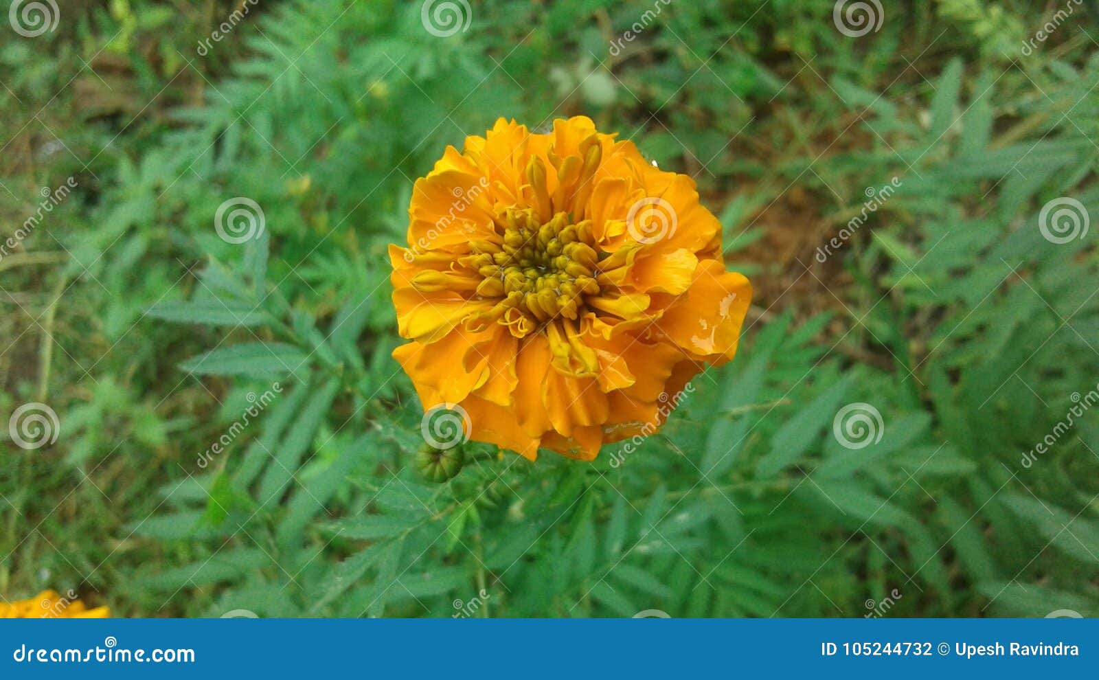 Daspethiya Natural Flower of Sri Lanka Stock Photo Image of yellow