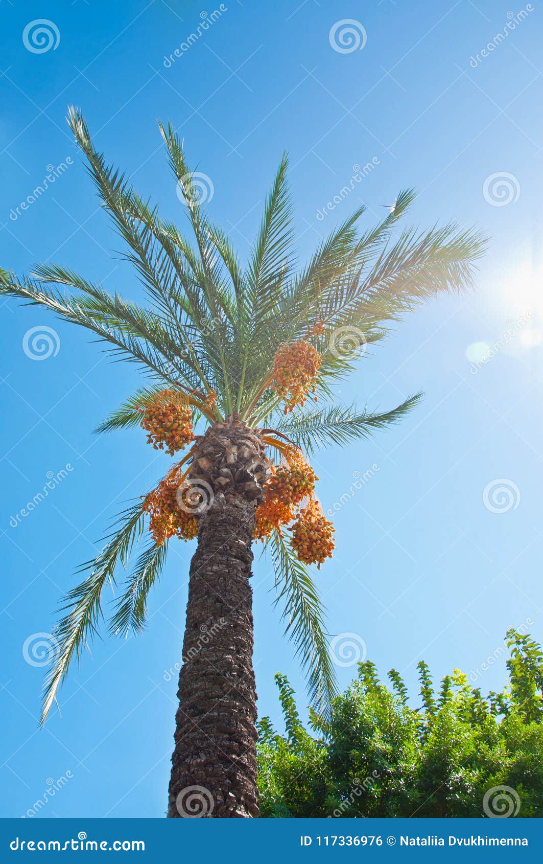 A Date Palm with fruits stock photo. Image of summer - 117336976